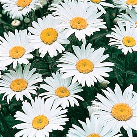 Shasta Daisy | Gurney's Seed & Nursery Co.