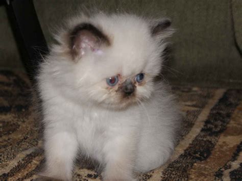 Photography Blog: Cute Chinchilla Persian Kittens Photography