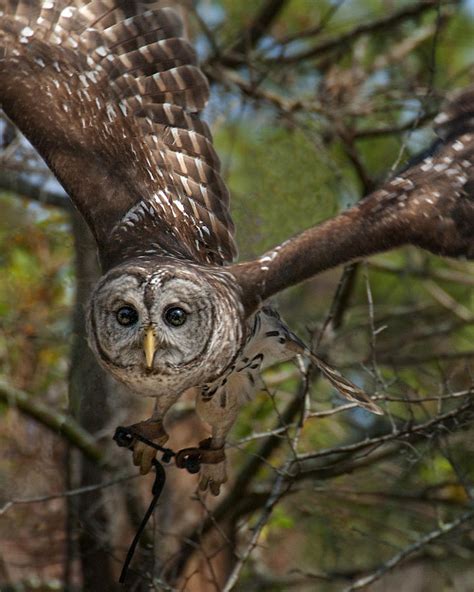 Barred Owl Flying Right at You Photograph by Mitch Spence - Fine Art ...