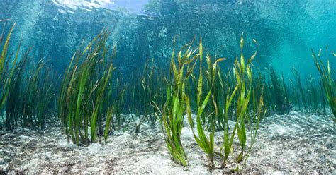 Complex Knowledge about Seaweed Life Cycle Along with The Explanation ...