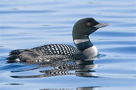 10 amazing facts about loons - Cottage Life