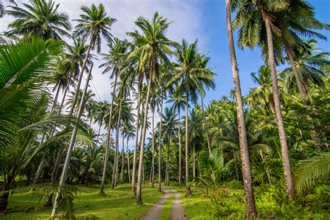 Coconut farmers in Southeast Asia struggle as palm oil muscles in on them