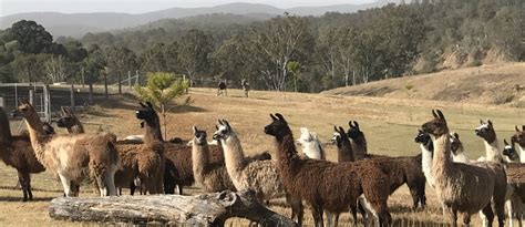 The Llama Farm, Ipswich Queensland - About