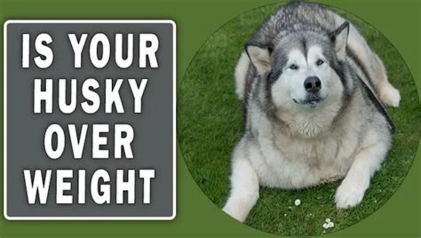 Is Your Husky Overweight? - Husky Health Check