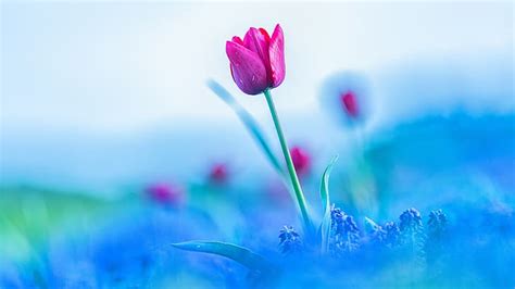 HD wallpaper: colorful, flowers, plants, blue, tulips | Wallpaper Flare