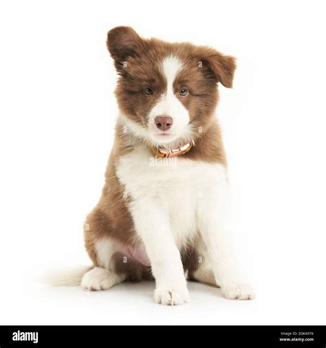 Brown white puppy border collie over white background Stock Photo - Alamy