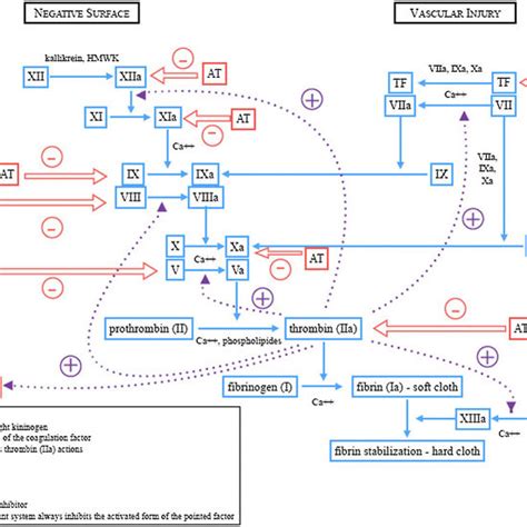 Schematic representation of the fibrinolytic system. | Download ...