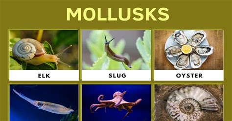 Examples Of Mollusca