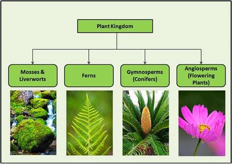 What Is The Importance Of Non Flowering Plants | Best Flower Site