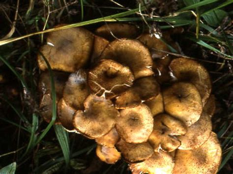 Armillaria mellea | Wood Decay Fungi of Living Trees