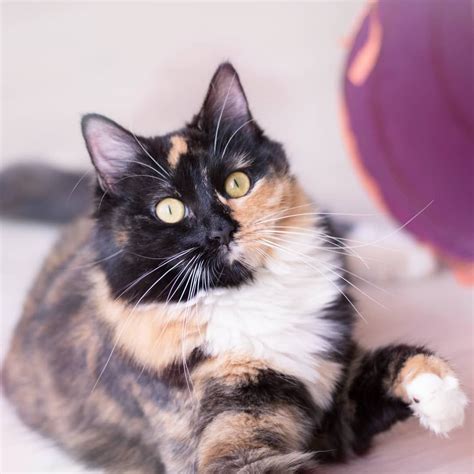 Tortoiseshell Cat Facts and Pictures