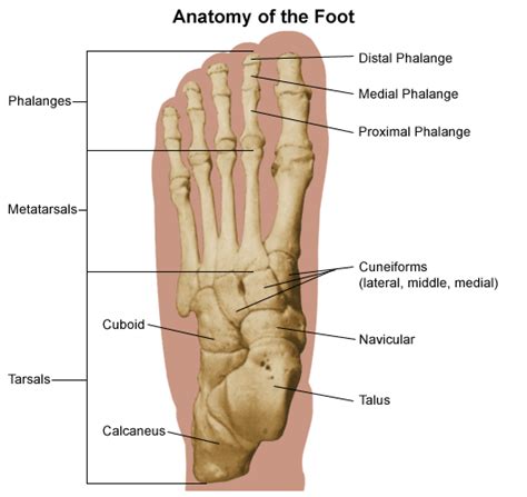 Anatomy of the Foot - Comprehensive Orthopaedics