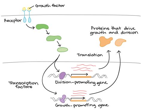 2 Any Change In The Genetic Makeup Of A Cell - Mugeek Vidalondon