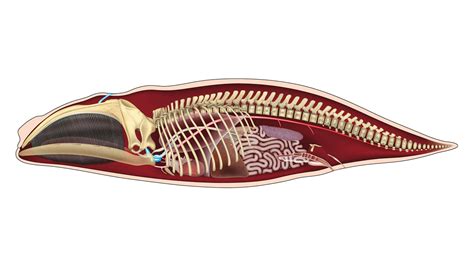 Anatomy of a Skeleton | Royal Ontario Museum