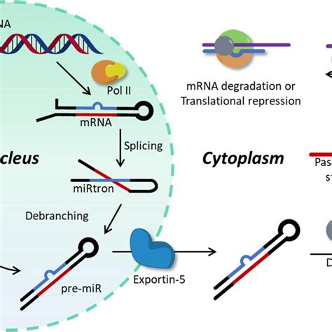 (PDF) PNA-Based MicroRNA Detection Methodologies