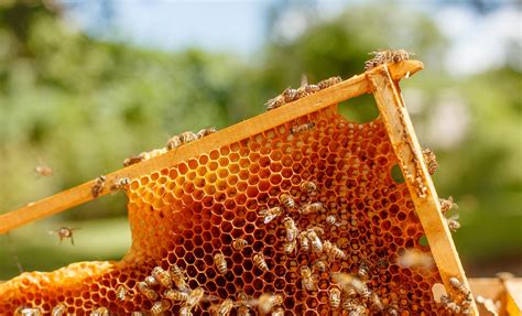 Private Yucatan's Bee Industry and Coastal Eco-system | Progreso Shore ...