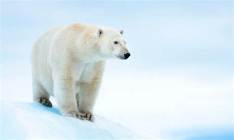 Polar Bear | Species | WWF