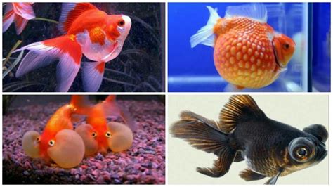 12 kinds of goldfish and their characteristics - YouTube