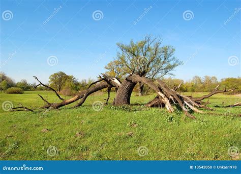 Tree, broken by lightning stock photo. Image of daylight - 13542050