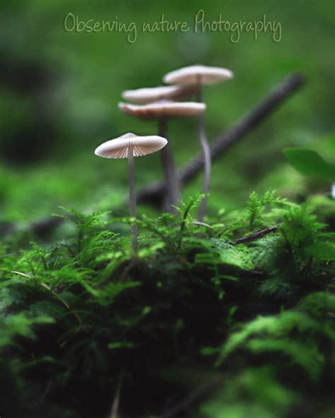 Forest Fungi Fine Art Photography Download - Etsy