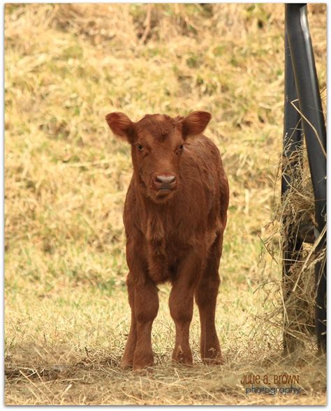 Calf Red Angus 2272011 | Week number 7......I think? I have … | Flickr