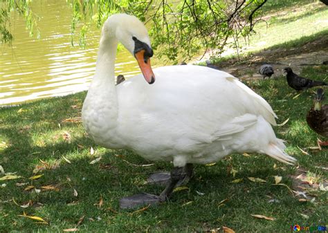 Goose swan free image - № 54306