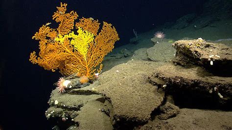 Huge Deep-Sea Coral Reef Found Off South Carolina | RealClearScience