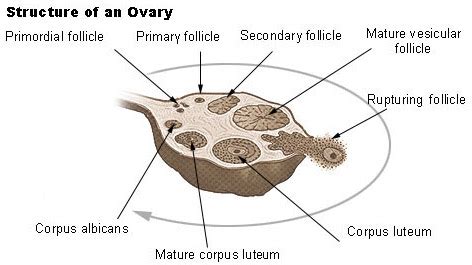 Ovary Anatomy - Anatomical Charts & Posters