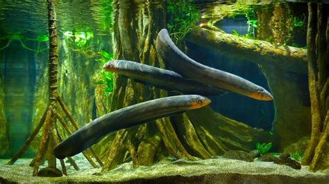 Electric Eel Fish Facts | Electrophorus Electricus | AZ Animals