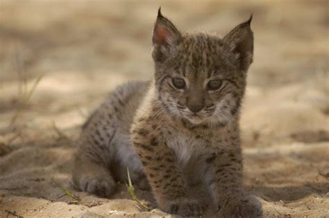 Iberian Lynx Cubs