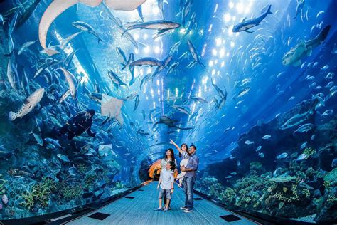 Dubai Aquarium and Underwater Zoo in Dubai Mall | Visit Dubai