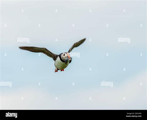 Puffin Bird Flying Stock Photo - Alamy