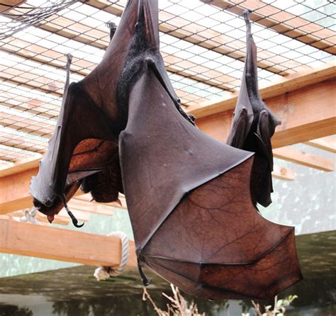 People Are Horrified Over This Enormous ‘Human-Sized’ Bat | Bored Panda