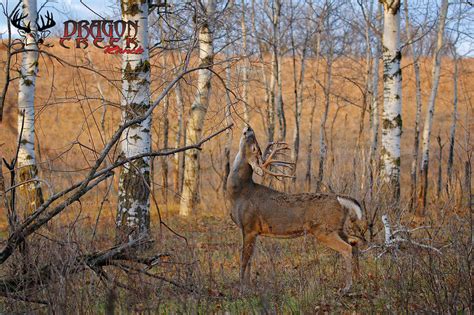 Whitetail Deer Behavior - Licking Branch