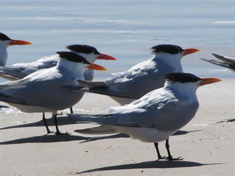 Shore Birds - Galveston Island Nature Tourism Council