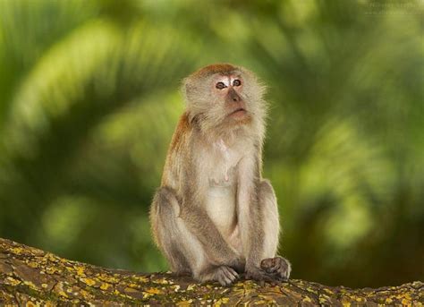 Makak jávský (Macaca fascicularis) - ChovZvířat.cz