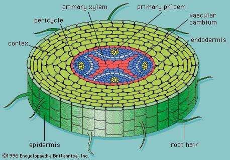 Xylem Parenchyma Diagram