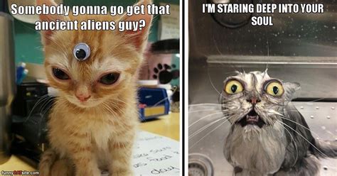 Funniest Crazy-Eyed Majestic Cat Memes to Give Your Soul a Good Stare ...