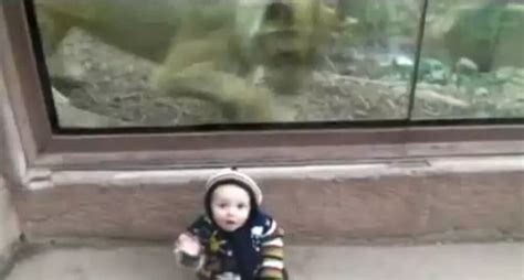 Lion Wants To Eat That Baby [Video]