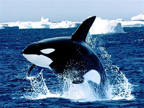 Orca Wallpapers - Wallpaper Cave