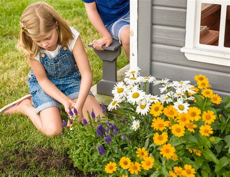 Planting Shasta Daisy | Plant Addicts