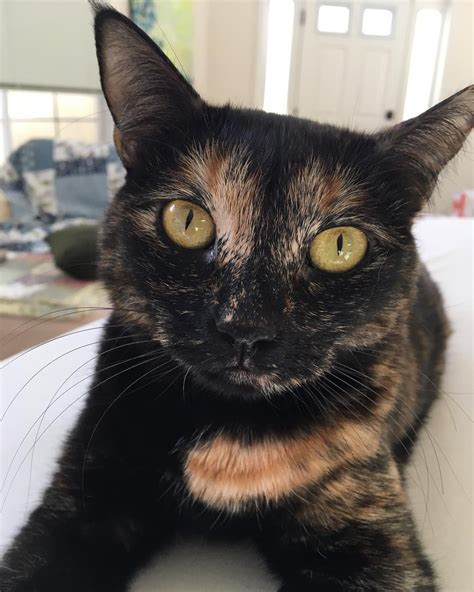 Tortoiseshell Cats: 7 Facts and Photos