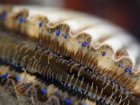 What Scallops' Many Eyes Can Teach Us About the Evolution of Vision ...