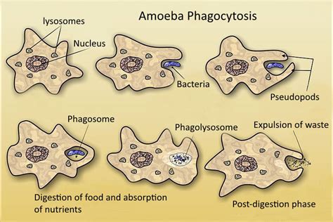 Difference Between Phagocytosis and Pinocytosis - BIOLOGY TEACH