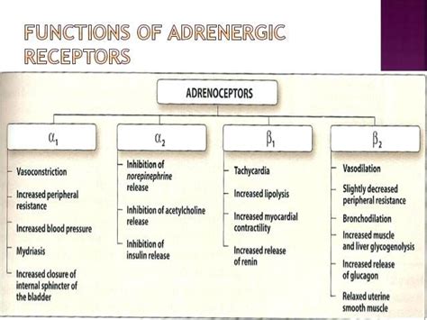 8 Alpha Beta Adrenergic Receptors Chart | Pharmacology nursing ...