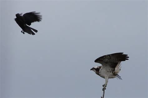 The world around me: Crow attack!