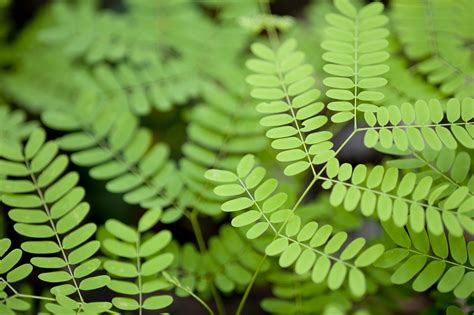 Free photo: Green small leaves - Fresh, Garden, Green - Free Download ...