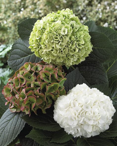 Modern Country Style: The Top Ten Best Green Hydrangeas For A Modern ...