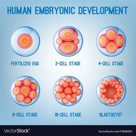 Embryo development image Royalty Free Vector Image