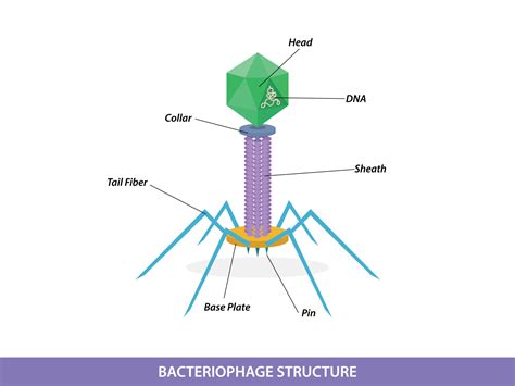 Structure of typical bacteriophage virus 11490577 Vector Art at Vecteezy